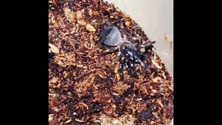 Chinese hourglass trapdoor spider. This is the second time I've ever seen it