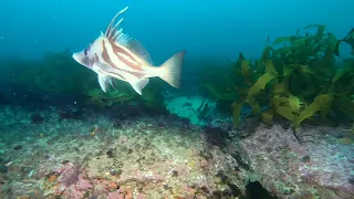 Scuba diving Sydney's Dee Why Wide dive site with Long Snouted Boarfish & corals