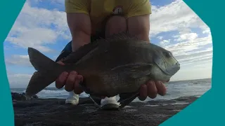 Bronze Bream and Galjoen in East London, Eastern Cape (I left my head strap at home, made a plan!😆)