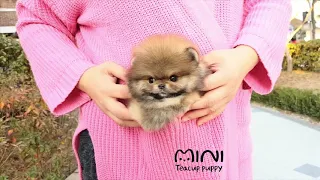 Micro Teacup puppies  pom 'gom' miniteacuppuppy