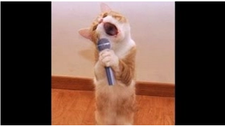 TOP Funny Cat and Dog Dancing and Singing in the World