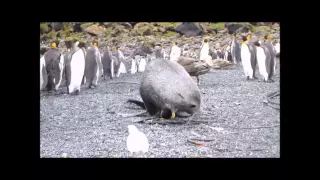 The Zed of Fur seals not holding back in trying to have sex with penguins.