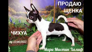 #ПРОДАЮ_щенка_ЧИХУАХУА Мари Мистик Халиф Др 22/06/2022 #окрас_бело_шоколадный +7 921 595 08 48