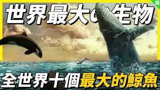 世界上最大的動物！真正的地球霸主！其實鯨魚也曾經擁有四肢！