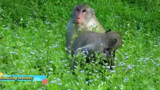 Pervert Monkey raping a Chicken