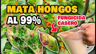 MATA Hongos SOLUCIÓN DEFINITIVA  con este FUNGICIDA CASERO para plantas