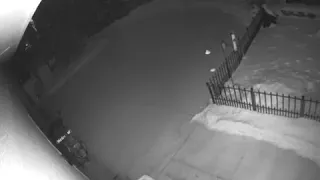 Surveillance Video: Cougar passes through Washington County yard