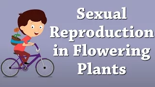 Sexual Reproduction in Flowering Plants | #aumsum #kids #science #education #children