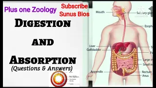 Digestion and Absorption /Plus one Zoology/NCERT/NEET