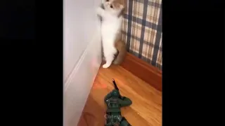 Cat's Adorable Reaction to a Soldier Toy ❤