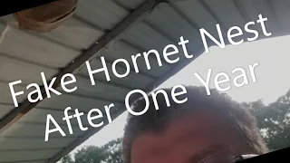 Fake hornet nest after one year