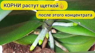 После этого концентрата КОРНИ ОРХИДЕЙ растут щеткой || НАРАСТИТЬ КОРНИ ОРХИДЕИ