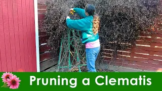 Pruning a Clematis - Growth types and what you need to know!