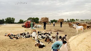 Incredible Traditional Village Life Pakistan  Wheat Harvesting with oxen | Old Culture Punjab