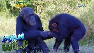 Born to be Wild: Doc Nielsen visits chimpanzees in Kenya