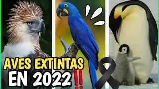 AVES EXTINTAS en 2022 (si no hacemos nada) Animales extintos por el hombre