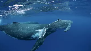 Humpback Whales Swimming in Tonga
