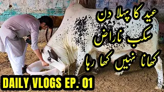 Bakra Eid Special Daily Vlogs Ep 01 Prt 1 | Last Day wth Sakab | Eid Mubarak | Cattle Market Karachi