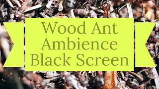 Wood Ant Nest Sound: Oddly relaxing colony ambience of carpenter ants: ASMR 10 hour black screen