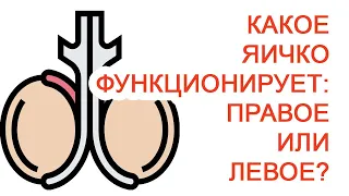 Какое яичко функционирует: правое или левое? / Доктор Черепанов