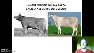 Lezione valutazione morfologica bovina da latte