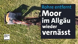 Natur- und Klimaschutz: Allgäuer Moore werden wieder vernässt | Abendschau | BR24