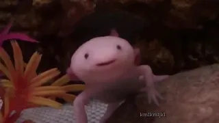 AXOLOTL - 1 HOUR VERSION