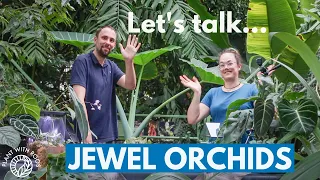 Jewel orchids - care, propagation and tour | Plant with Roos