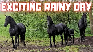 Will Jacobien get her foal today? Queen👑Uniek her birthday day part 1 | Friesian Horses