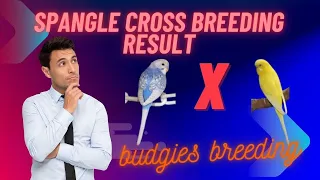 Unveiling the Mesmerizing Cross Breed Results of Spangle Budgies! | Afaq Bird's