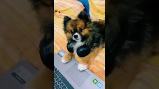 Tik Tok Chó Phốc Sóc Mini 😍 Funny and Cute Pomeranian #dogscutetiktok #short #shorts #14