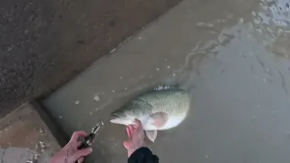 I Rescued a Murray Cod From a Drained Channel