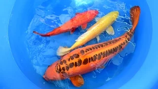 Modern Koi Blog #1541 - Chris Vietoris' Mizuho Ogon Zucht