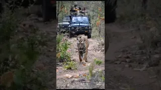 Natraj tiger Tadoba gari  gate Chandrapur 🐅