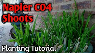 Napier CO4 Shoots: Planting Shoots Tutorial