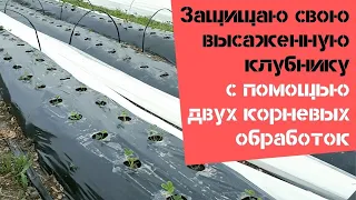 Провожу первые корневые обработки высаженной клубники / Огород дяди Вовы