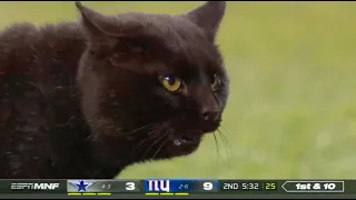 NFL Animals Running On The Field || HD (Funny)