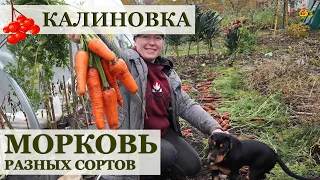 МОРКОВЬ удалась без хлопот! Оценю 9 сортов моркови