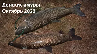 Донские амуры октябрь 2023 подводная охота 2023 ночная подводная охота 2023 охота на амура 2023