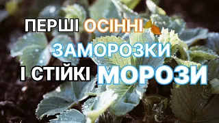 Практичні нюанси ДОГЛЯДУ за молодою  полуницею у ЖОВТНІ та ЛИСТОПАДІ/Мій досвід вирощування