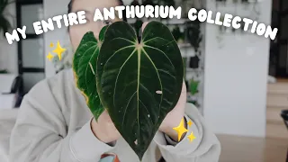 ✨ 2023 anthurium tour! ✨