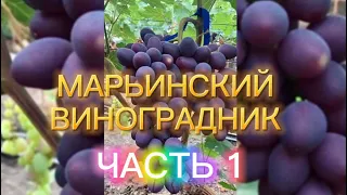 ВИДЕО-КАТАЛОГ НАШЕГО ВИНОГРАДА