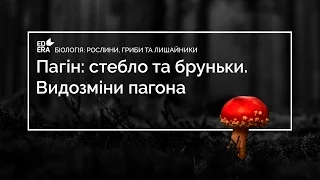 Пагін: стебло та бруньки. Видозміни пагона (Брунька)