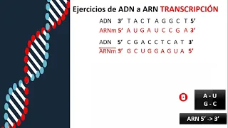 Ejercicios de Transcripción ARN - Fácil y Rápido -