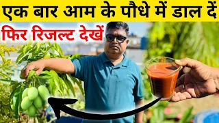 एक बार आम के पौधे में डाल दें , फिर रिजल्ट देखें | organic fertilizer for mango tree | Mango Plant