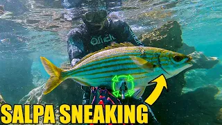 Spearfishing Croatia vs Salpa Sneaking Madness August 2022 4K 🇭🇷