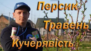 Лікування кучерявості персика, вкорочення пагонів навесні