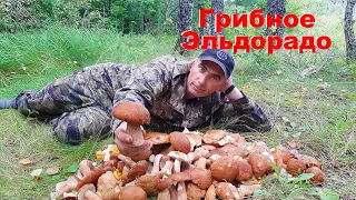 200 БЕЛЫХ ГРИБОВ ЗА ОДИН ЧАС!Такого СБОРА ГРИБОВ не ПОМНЮ.СЛАБОНЕРВНЫМ НЕ СМОТРЕТЬ!