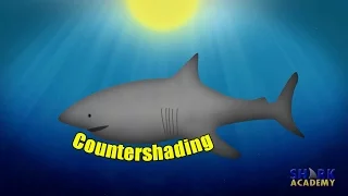 Shark Coloration | SHARK ACADEMY