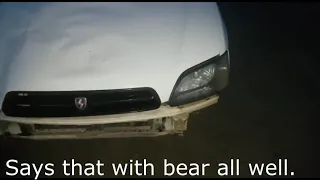 The bear was hit by a car